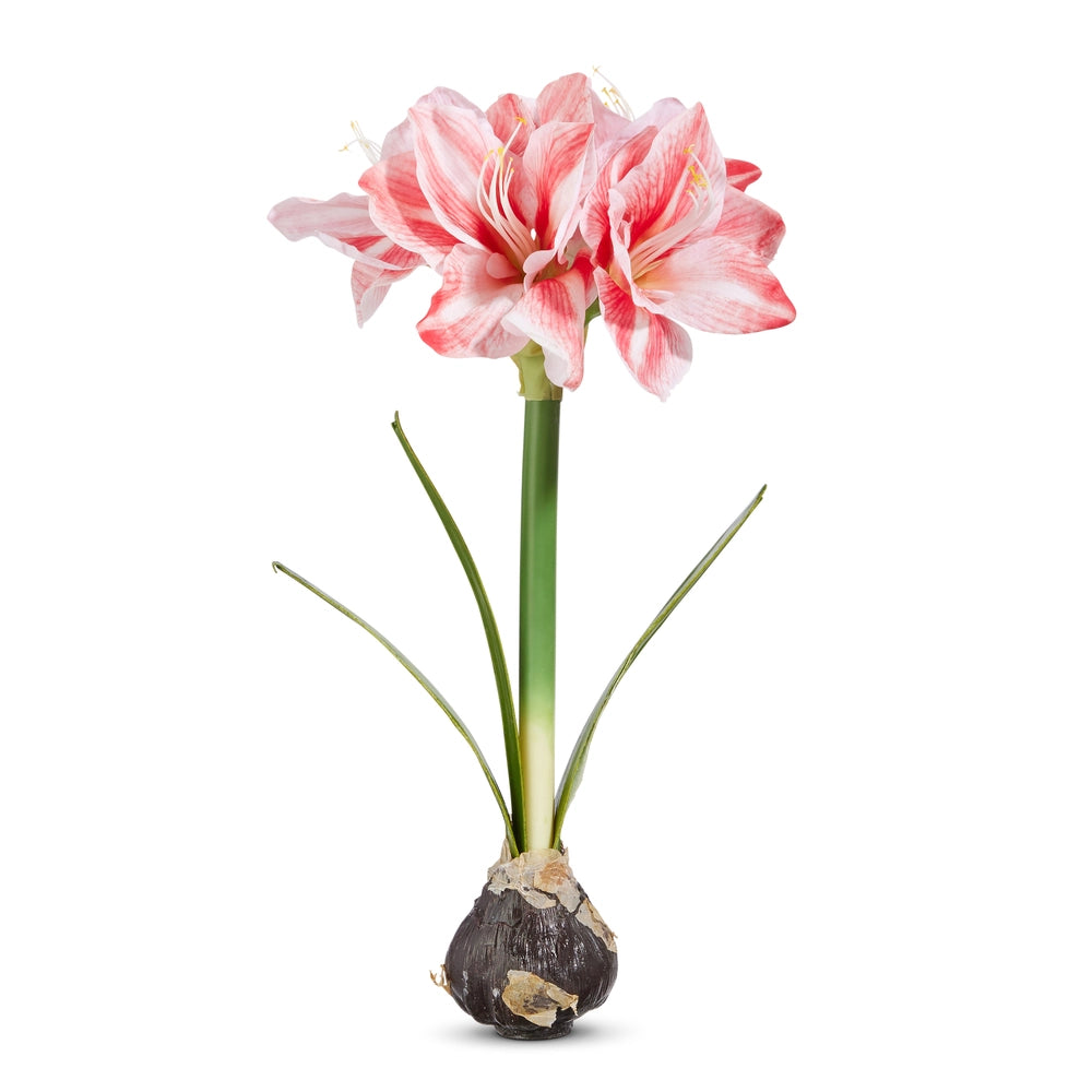 Amaryllis Bulb