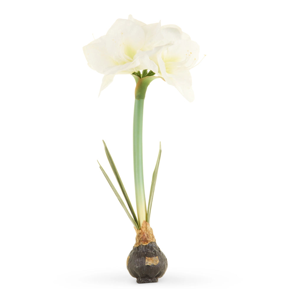 Amaryllis Bulb