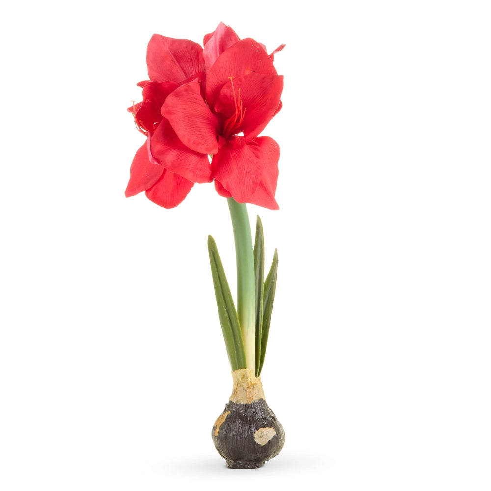 Amaryllis Bulb