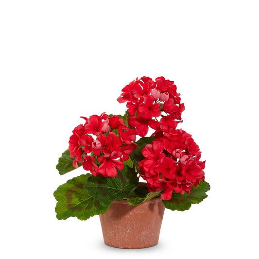 Potted Geranium